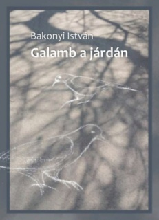 Galamb a járdán