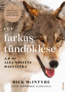 Egy farkas tündöklése